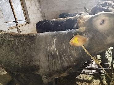 трава для животных: Продаю | Бык (самец) | На забой — 7