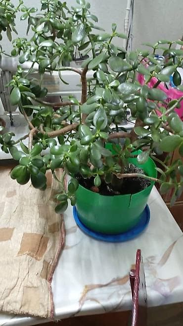 денежное дерево алоэ: Комнатные растения в горшках - Толстянка (денежное дерево) — — 3