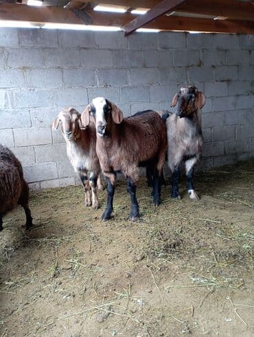 животные домашние: Продаю | Козёл (самец) | Полукровка — 2