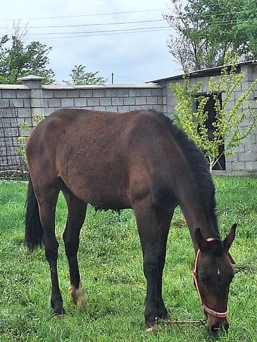 попугай каракол: Продаю | Кобыла (самка) | Полукровка | Для разведения — 1