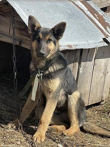 купить собаку кане корсо: Немецкая овчарка, молодая собака классического чепрачного окраса — 2
