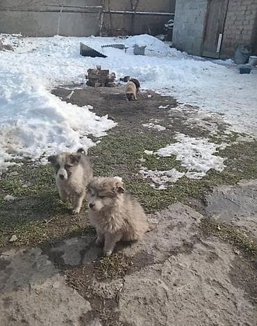 Щенки дворняжки в добрые хорошие руки - Возраст:1,5–2 месяца -