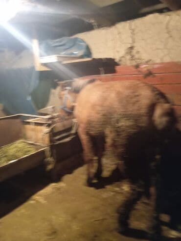 в добрые руки собаку: Продаю | Конь (самец) | На забой — 2