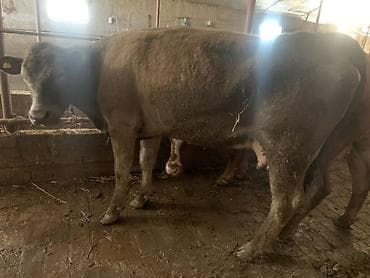 бир: Сатам | Уй (ургаачы) | Сүт алуу үчүн | Байланган — 2