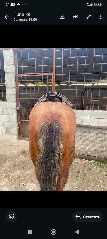 жеребец дончак: Продаю | Конь (самец), Жеребец | Полукровка | Конный спорт, Для разведения, Рабочий — 2