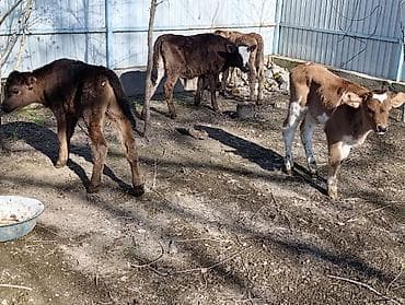 брама чорный: Продаю | Бык (самец) | Алатауская | Для разведения | Искусственник — 10