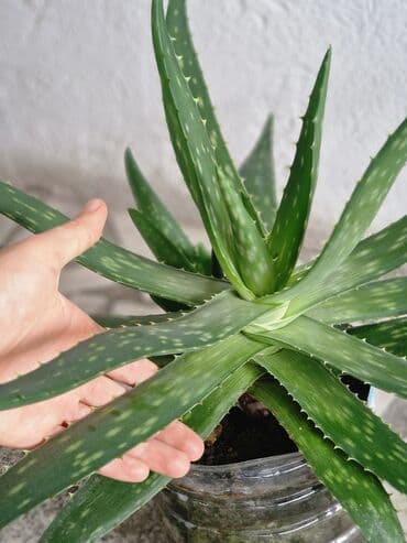 алоэ вера форевер: "Алоэ-Вера" Продаю бoльшой Алоэ-Вера 🌱 Вoзрaст: - 5ти летки. В — 1