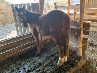 купить кошку в бишкеке: Продаю | Жеребенок | Рабочий — 1