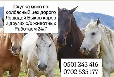 швиц уйлар: Колбасный цех : Лошади, кони, | Круглосуточно — 1