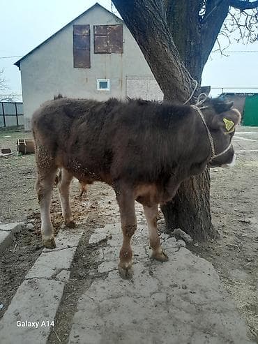 продаю бык: Продаю | Бык (самец) | Швицкая | На откорм | Привязанные — 8