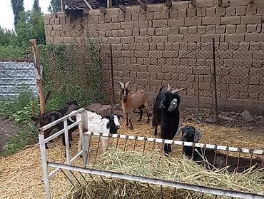 дом животных: Продаю | Коза (самка), Козёл (самец), Козлёнок | Полукровка, Нубийская | На забой, Для разведения, Для молока | Племенные, Котные, Осеменитель — 1