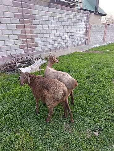 Сатам | Козу | Көбөйтүү үчүн — 2