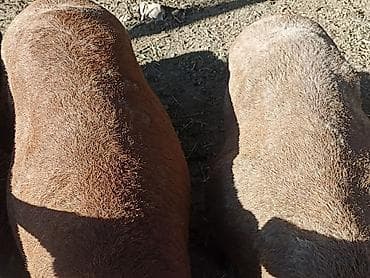 Продам с/х животных: Продаю | Овца (самка) | Для разведения — 8
