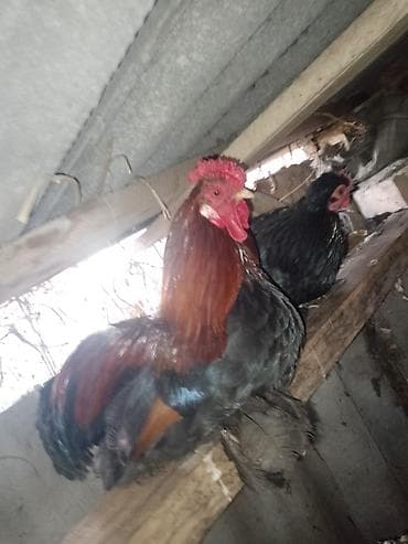 домашний кролик: Продаю | Петух | Для разведения — 1