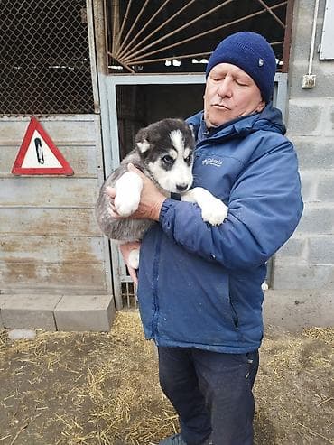 кангал шенки: Шикарные Щенки САО . Среднеазиатской Овчарки ХОРОШИХ КРОВЕЙ !!! — 9