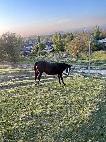 d cat: Продаю | Кобыла (самка) | Рабочий | Мерин — 2