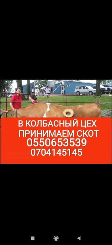 тюк пресс: Куплю | Другие с/х животные, Коровы, быки, Лошади, кони | Любое состояние, Забитый, Круглосуточно — 1