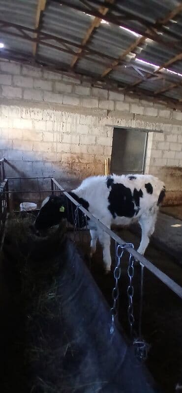 отдам породистую собаку в хорошие руки: Продаю | Бык (самец) | Голштин | На откорм, На забой, Для разведения | Осеменитель, Искусственник, Привязанные — 2