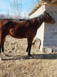 продаю связи с переездом: Продаю | Конь (самец) | Полукровка | Для разведения — 6