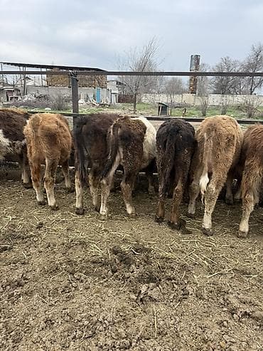 Ветеринар кызматы: Продаю Бычков 6-7 месяцев все хорошие бодрые цена 69000 за оптом — 6