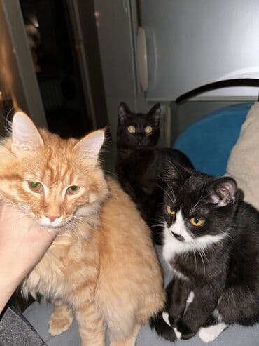 купить вислоухого котёнка: Мальчик и девочка 2-3 месяца 🙌🏻 Отдадим в хорошие руки 🩷 К лотку — 2