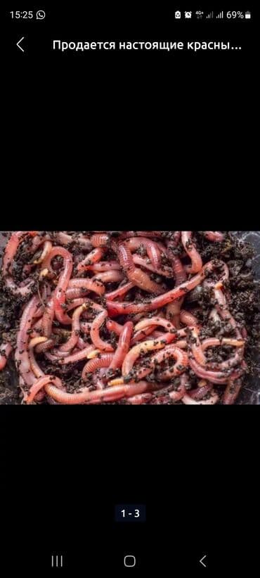 исык кол: Червей 70 сом — 1