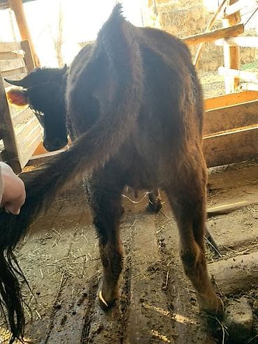 Ветеринар кызматы: Сатам | Бука (эркек) | Бордоп семиртүү үчүн — 2