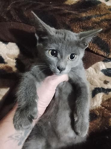 scottish fold: Отдам котят в добрые руки 2 месяца — 1