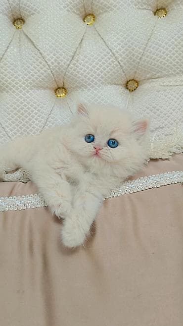 Вязка кошек: Выставляется на продажу чистокровная шотландская девочка безумно — 1