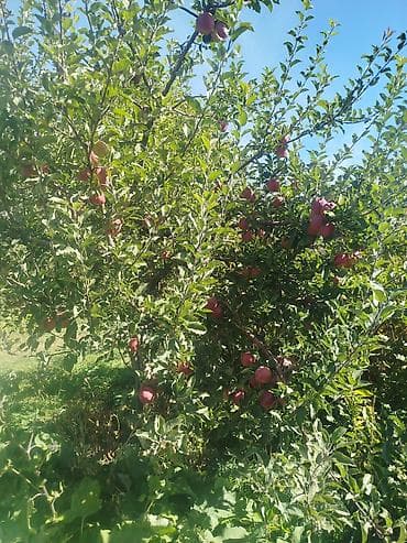 кызылча урук: Жемиш багын Оз убагында, туура бутоо Мол тушум Алма бак бутайбыз Ар — 10