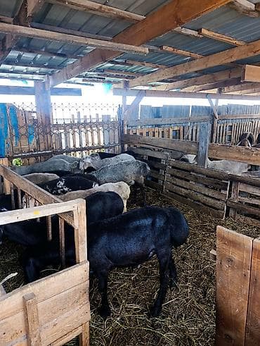 цена барана: Продаю | Овца (самка) | Для разведения — 10