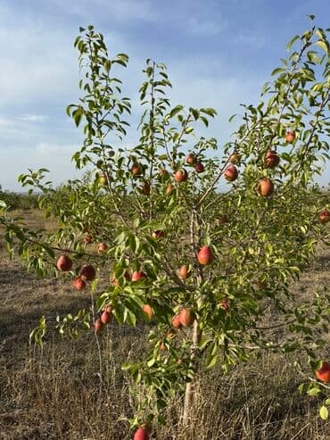 акча сактагыч: Алмуруттар Дүңүнөн, Өзү алып кетүү — 12