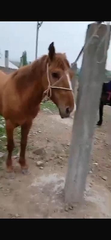 бигль собака: Продаю | Конь (самец), Жеребец | Рабочий — 4