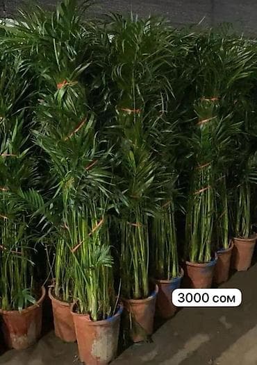 когти точка: Комнатные пальмы в горшках. 1) Саговник (Cycas revoluta) - Компактная — 4