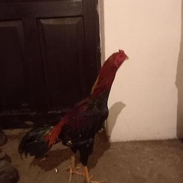 Услуги ветеринара: Продаю питушка хинт миксованый обмен не интересует — 3