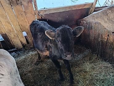 корова молоко литор сколько: Продаю | Музоо, торпок | Для разведения — 1