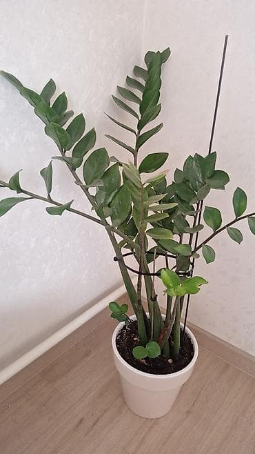 Замиокулькас (долларовое дерево) в горшке. - Несколько взрослых