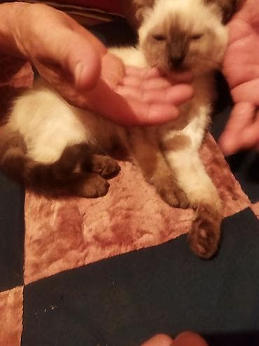 Котёнок с окраском колор‑пойнт (светлый корпус, тёмные лапки, хвост