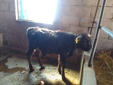 рыбы в кыргызстане: Продаю | Бык (самец) | На откорм | Привязанные — 1