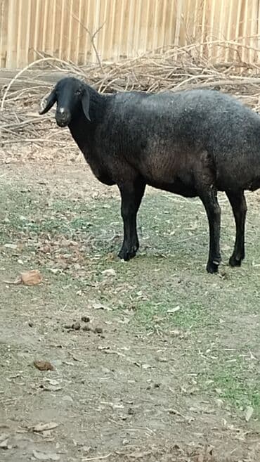 животные котенок: Продаю | Овца (самка) | Гиссарская | Для разведения — 1