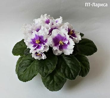 В продаже детки, около 200сортов, стартеры, взрослые сортовые at lalafo.kg В продаже детки, около 200сортов, стартеры, взрослые сортовые