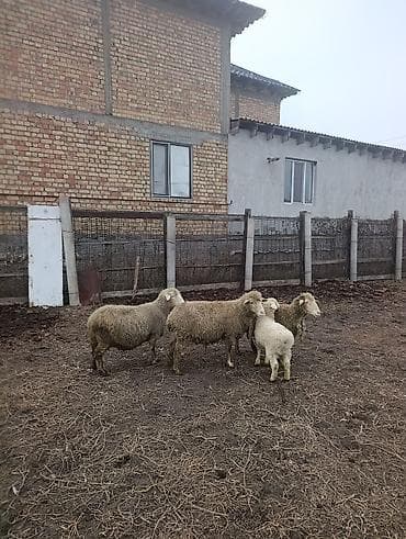 Кочкорлор, койлор: Сатам | Ургаачы кой (ургаачы) — 3