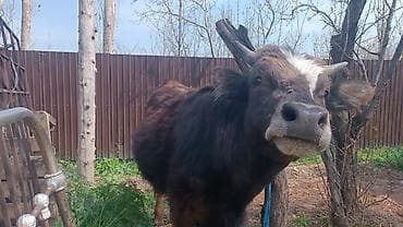 продаю кошара ферма: Продаю | Бык (самец) | На откорм | Привязанные — 1