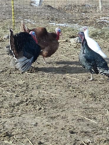 работа выгул собак: Продаю | Индюк (самец) | Полукровка | Для разведения — 3