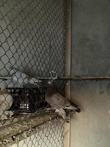 бычки кант: Порода: голубь с оперёнными лапами (чубатый/космоногий тип) — 2