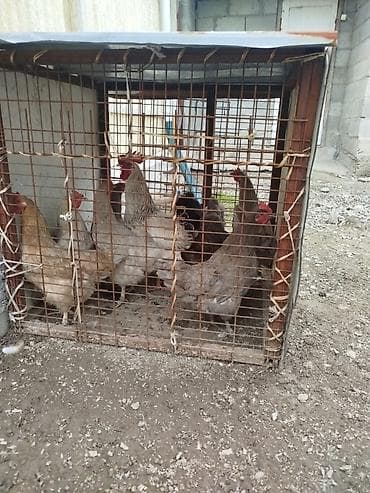 купить ротвейлера в бишкеке: Продаю | Петух — 4