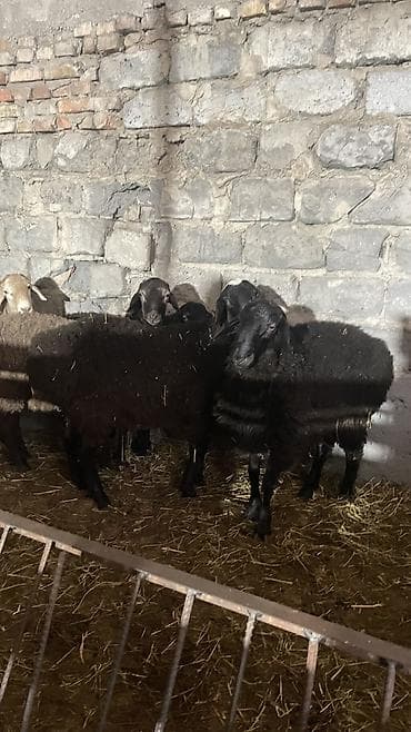 миниатюрный бультерьер: Продаю | Баран (самец) — 2