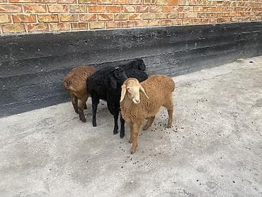 дакан корз: Продаю | Ягненок | На забой — 2