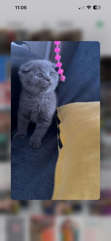 дойный коров: Продаются малыши- британской породы !вислоухие и страйты ! мама с — 6