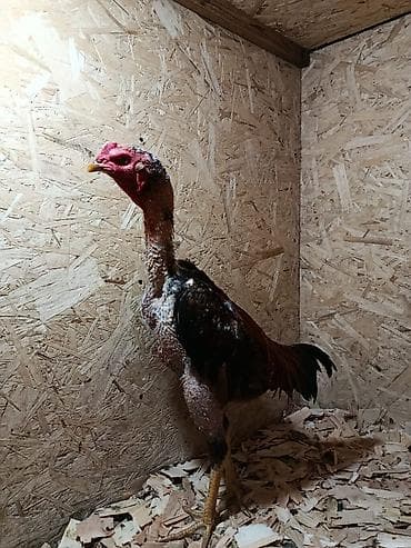 бенгальские кошки бишкек: Продаю | Куры — 6